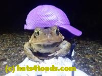 /home//u458753944/public_html/sourcegallery///////////////////////////Roxborough Toad Detour/2021/2021-04-11/P4110253.JPG